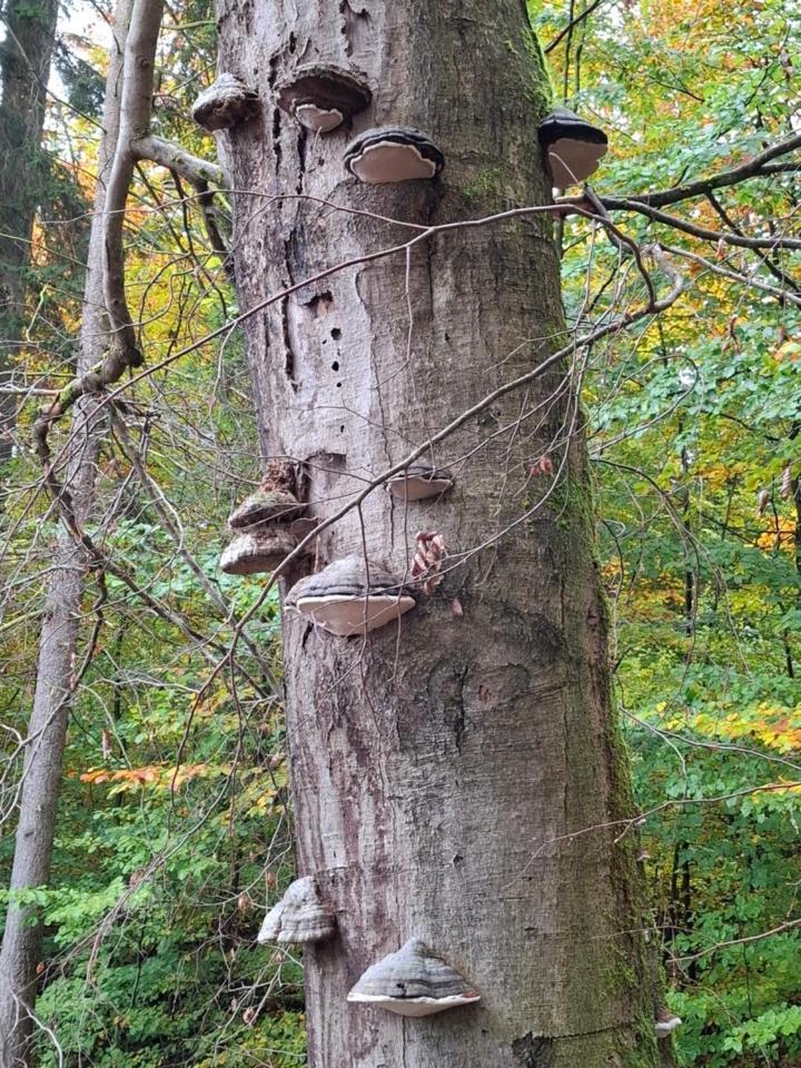 Hochwald Appartement Bad Sachsa Exteriér fotografie