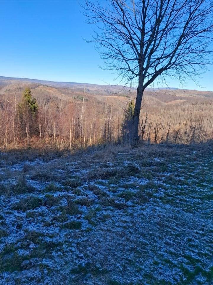 Hochwald Appartement Bad Sachsa Exteriér fotografie